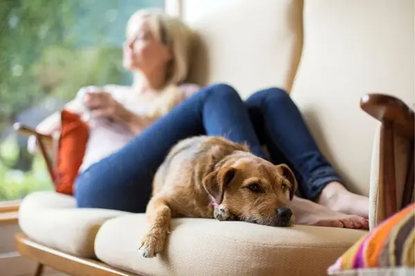 “Person relaxing on couch with dog nearby, co-regulating nervous system”