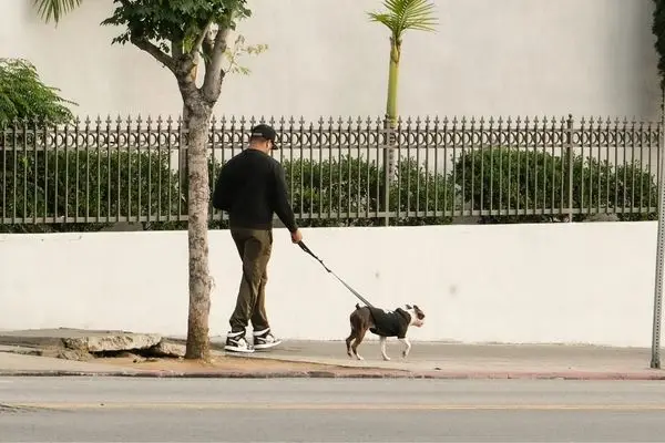 Man walking his dog on a quiet Los Angeles street, grounding and calming the nervous system through movement.