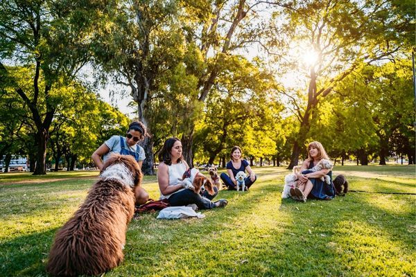 Group of people relaxing with their dogs in a sunny Los Angeles park, connecting and grounding through community.